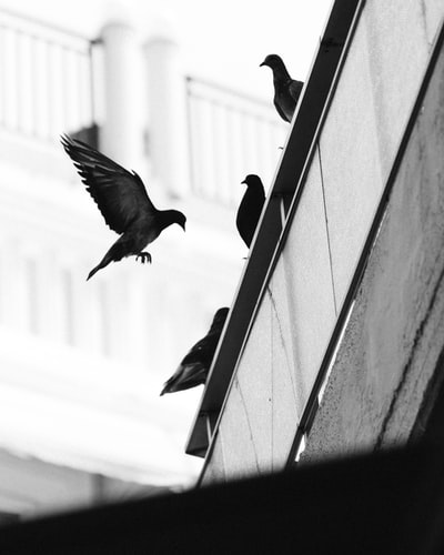 The edge of a group of pigeons on the roof
